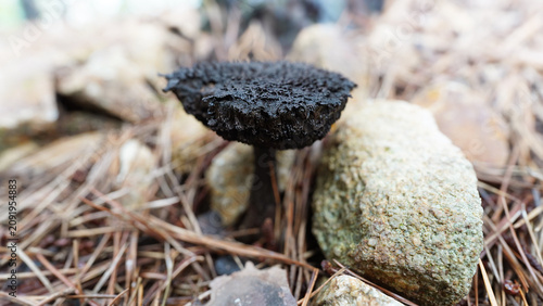 Obraz na płótnie Old Man of the Woods Edible Mushroom with Dark Gray Fuzzy Scaly Cap