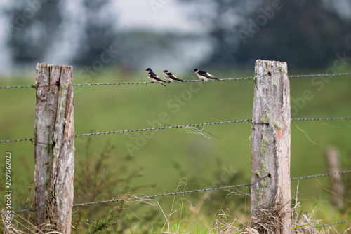 Three tree martins on a rural fence in the Atherton Tablelands