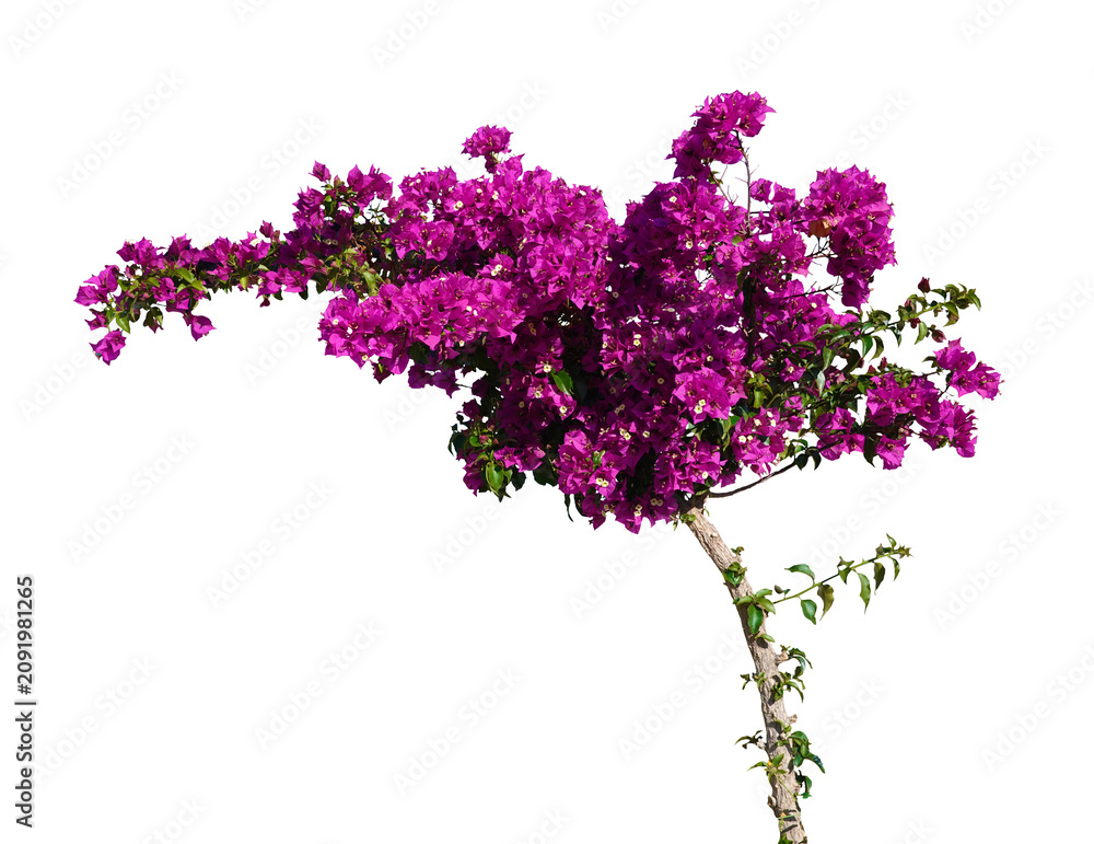 Fototapeta premium blühendes Bougainvillea Bäumchen freigestellt