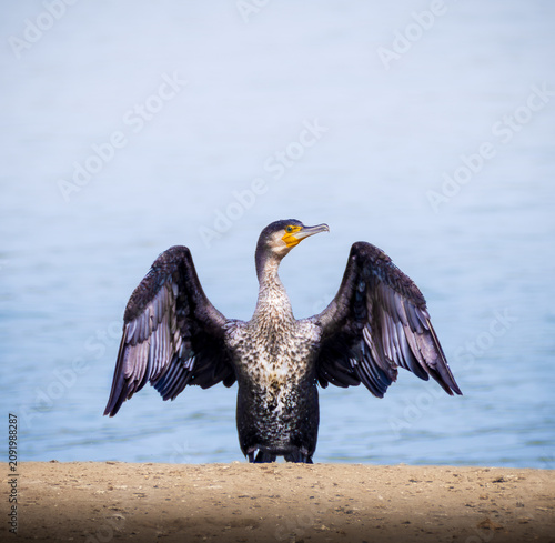 Great Cormorant displaying its wings in the characteristic drying posture while standing on a sandy shoreline beside calm coastal waters.