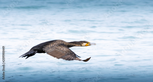 Great Cormorant (Phalacrocorax carbo) flying just above the sea after launching from the water. Wildlife action image showing a powerful coastal seabird in low flight over calm blue water.