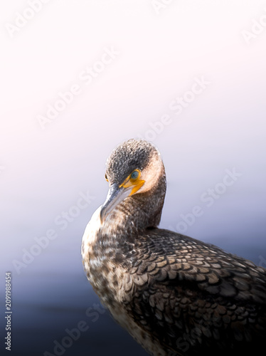 Portrait of a great cormorant (Phalacrocorax carbo), showcasing the sophisticated textures of its feathers and the vivid, piercing turquoise-blue color of its eye. 