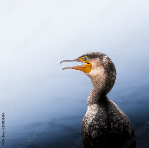 Close-up portrait of a Great Cormorant features its striking black plumage, highlighted by a radiant turquoise eye, vivid orange throat, open beak. Against a serene and minimalist water backdrop.