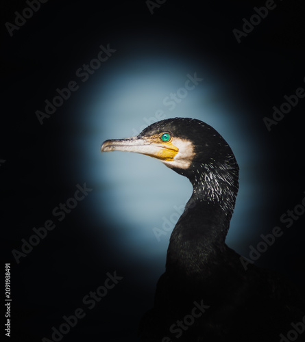 Portrait of a Great Cormorant (Phalacrocorax carbo) showing vivid emerald green eye, yellow facial skin and glossy black breeding plumage. Dramatically lit wildlife close-up against a dark background.