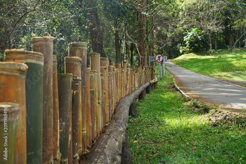 Bamboo fence lining roadside path in forest park setting