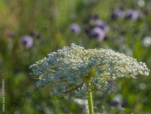 Bild auf Leinwand Wild carrot flower (Daucus carota) blooming in the field