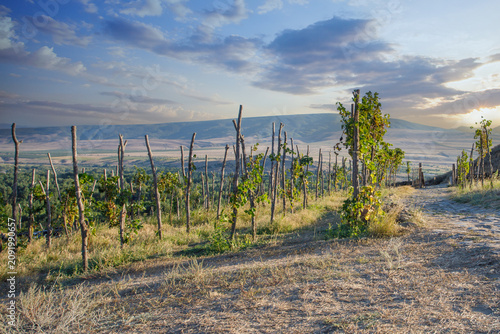 Konstfotografi Vineyards and sunset sky with clouds in Uplistsikhe Georgia