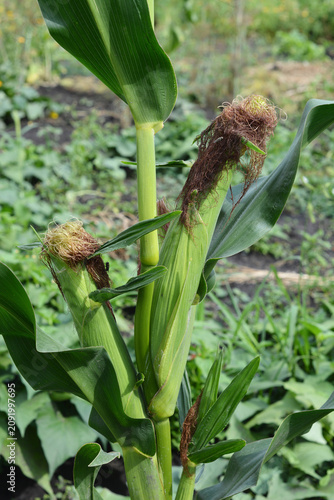 Corn cob on maize plant growing