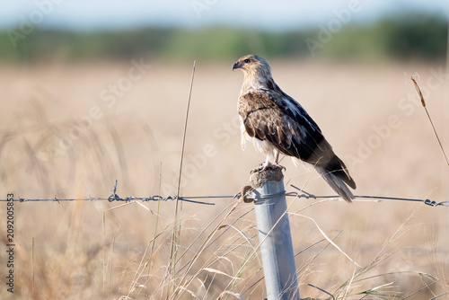 Whistling kite perched in golden dawn light of outback Australia
