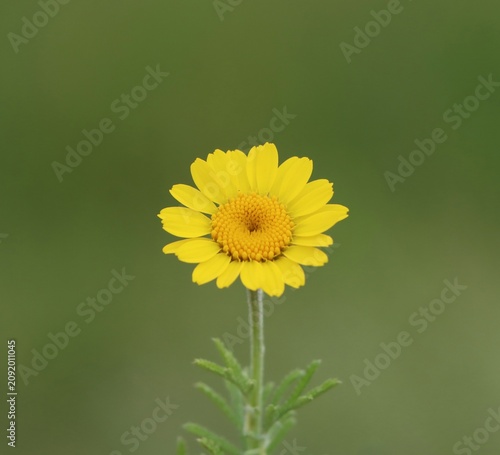 Konstfotografi Anthemis tinctoria (yellow chamomile, ox-eye chamomile, golden marguerite) bloom