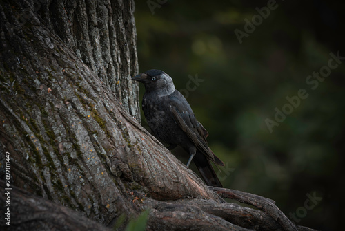 Jackdaw Perched on Textured Tree Trunk in a Woodland Setting