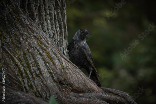 Jackdaw Perched on Textured Tree Trunk in a Woodland Setting