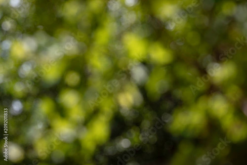 Abstract Blurred Green Nature Background with Soft Circular Bokeh