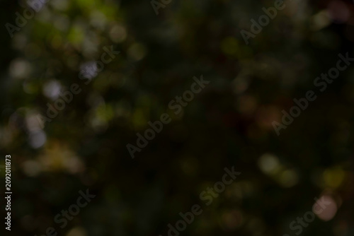 Dark Moody Green Forest Foliage Background with Abstract Blurred Bokeh