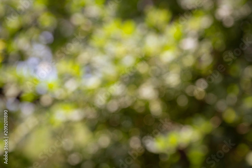Abstract Blurred Green Nature Background with Soft Circular Bokeh