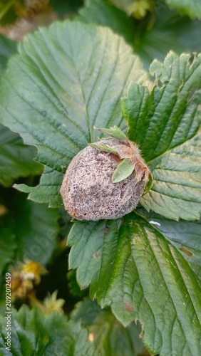 Close-up of a rotten strawberry completely covered in grey mold, resting on green leaves in an outdoor garden.