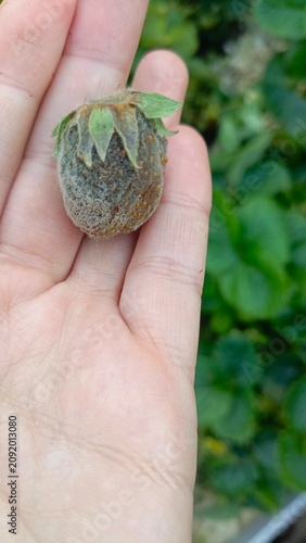 Close-up of a human palm holding a single spoiled strawberry covered in grey mold and fuzzy fungal growth.