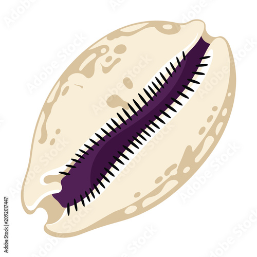 Obraz na płótnie Caucasian cowrie seashell with purple interior, detailed illustration