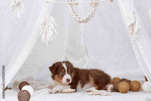 Fotografía Blue-eyed red Australian Shepherd puppy (Aussie dog) lying inside a white boho teepee surrounded by decorative balls