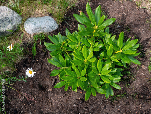 Close-Up of a Newly Planted Rhododendron Bush