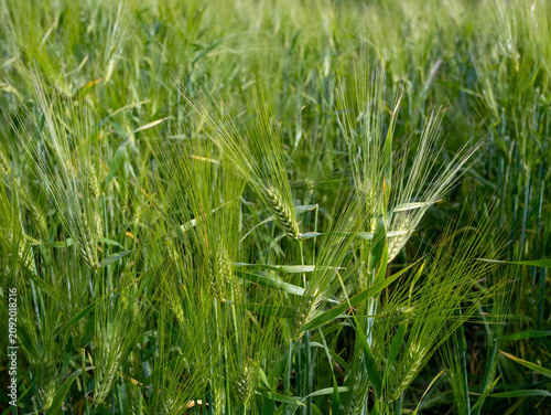 Close-Up of a Green Barley Field in Summer