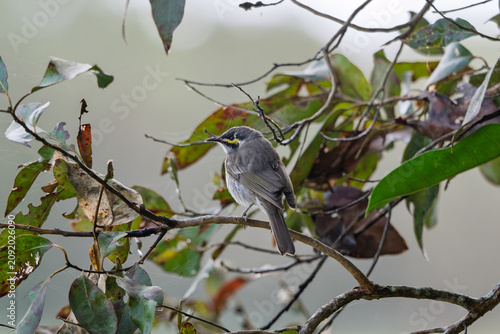 Yellow faced honeyeater perched in shrub in North Queensland
