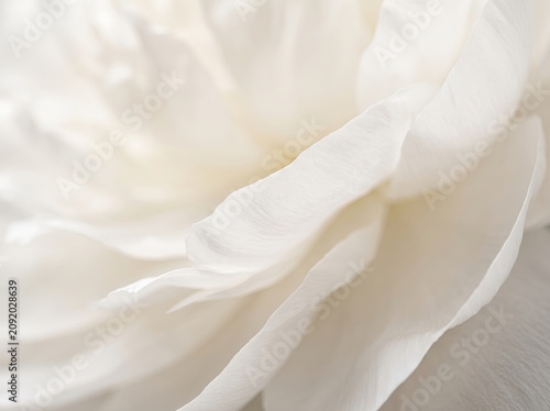 Soft white peony flower petals macro texture background