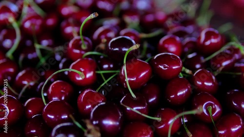 Ripe sweet cherries growing on tree branches in sunny orchard during summer harvest, fresh organic fruit in natural garden, healthy seasonal food ready for picking
