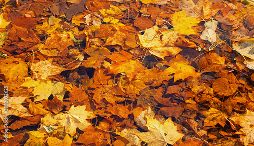 Autumn leaves background. Fallen orange, yellow and red maple leaves lying on the ground in the park