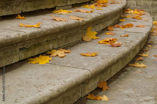 Autumn leaves background. Fallen maple yellow autumn leaves on the old stone street stairs in the city park