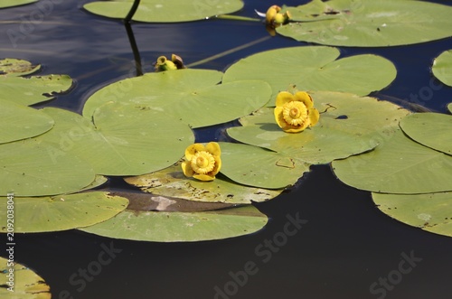 Cuadro en lienzo Yellow water lily (Nuphar lutea)