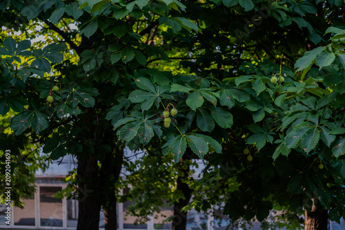 Fotografía Young Spiky Horse Chestnuts Developing on the Branch