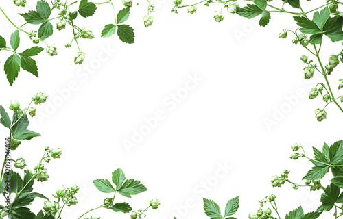 A frame of fresh green hop cones and leaves on a transparent background, botanical border for beer brewing or organic beverage product png. ai generated isolated on a transparent background
