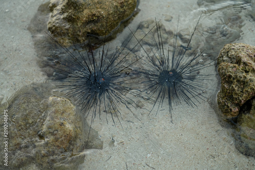 Quadro su tela Two black sea urchins ,lime urchin, or Diadema antillarum, resting in clear shallow tropical seawater beside coral rock, showing marine wildlife and coastal ecosystem in a natural beach environment