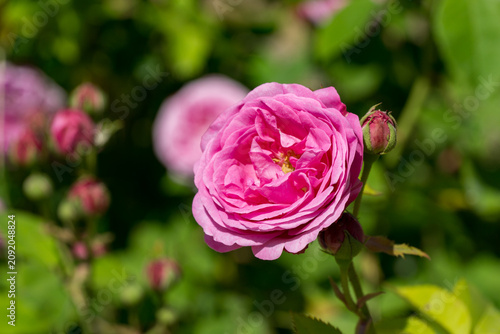 Beautiful pink rose in full bloom, surrounded by lush green foliage and delicate buds. Vibrant petals create elegant atmosphere in sunlit garden, highlighting natural beauty