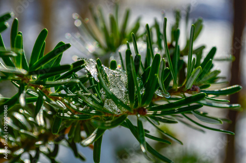 Melting ice and snow crystal on green pine needle branch in early spring sunshine. Close up macro of melting ice on evergreen coniferous tree