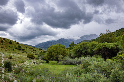 фотографія Lush green mountain valley with trees and grassy meadows under a dramatic overcast sky in summer