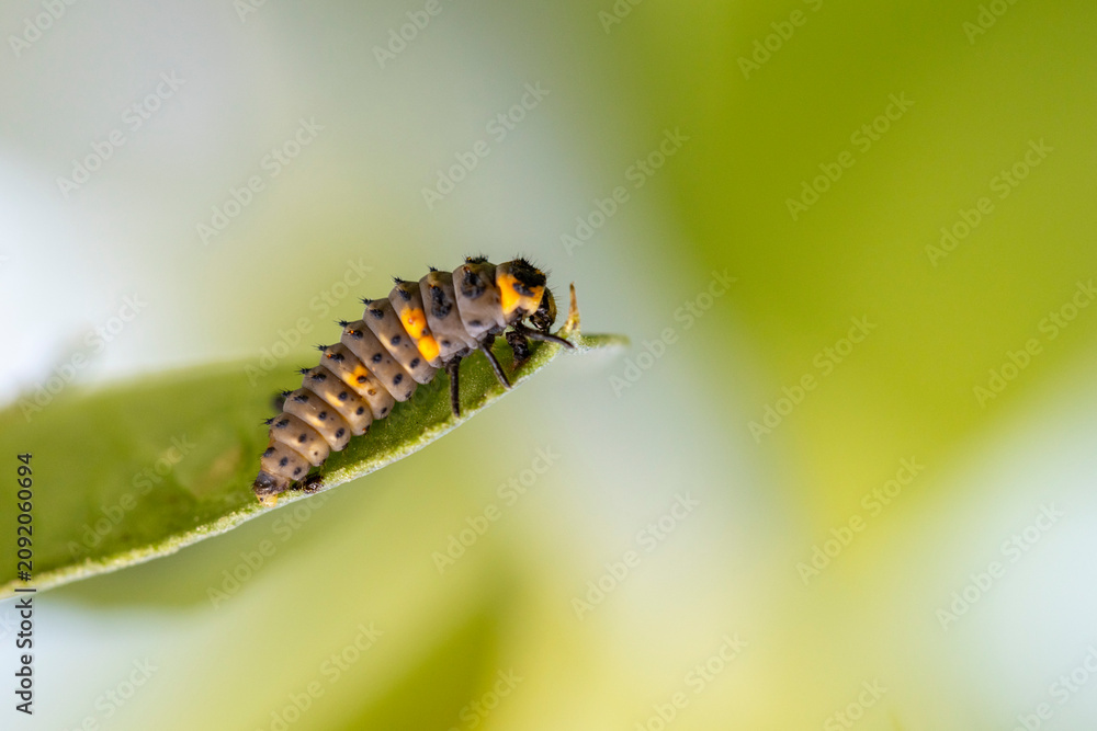 Fototapeta premium Ladybug larva crawling on a green leaf