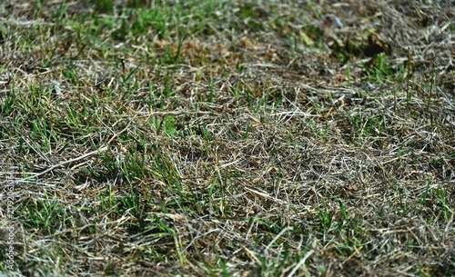 green grass background