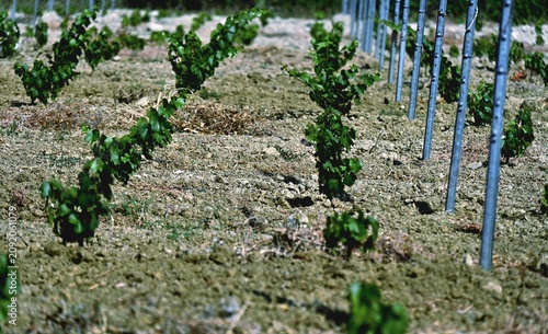 irrigation of vegetables