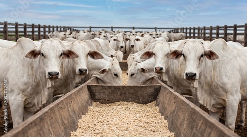 Touros Nelore de elite alimentando-se em cocho de madeira em fazenda brasileira. Pecuária de alta produtividade, foco em melhoramento genético, qualidade premium, sustentabilidade e manejo rural.