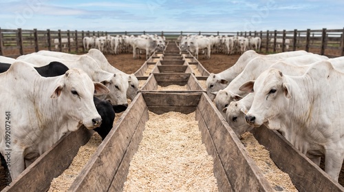 Touros Nelore de elite alimentando-se em cocho de madeira em fazenda brasileira. Pecuária de alta produtividade, foco em melhoramento genético, qualidade premium, sustentabilidade e manejo rural.