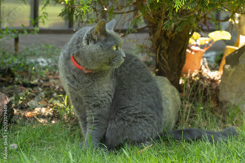 Obraz na plátně Beautiful chartreux cat sitting on lawn in red flea and tick collar