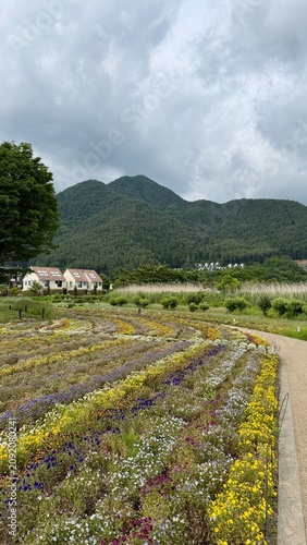 Rows of Colorful Flowers Leading Toward Green Mountains Under Cloudy Sky