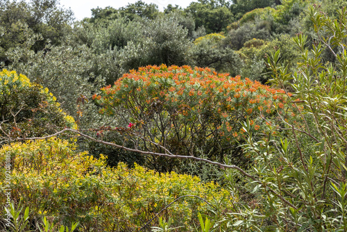 Bild auf Leinwand View of blooming Euphorbia dendroides tree spurge shrub with orange and yellow flower