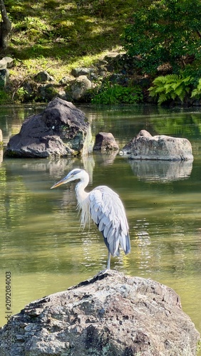 Grey Heron Standing on a Rock Beside a Peaceful Japanese Garden Pond