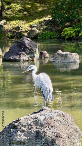 Grey Heron Perched on a Rock Above a Tranquil Garden Pond