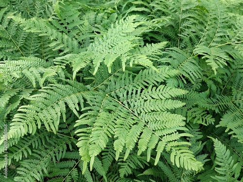 Canvastavla Pteridium aquilinum (common bracken) growing at the edge of a forest