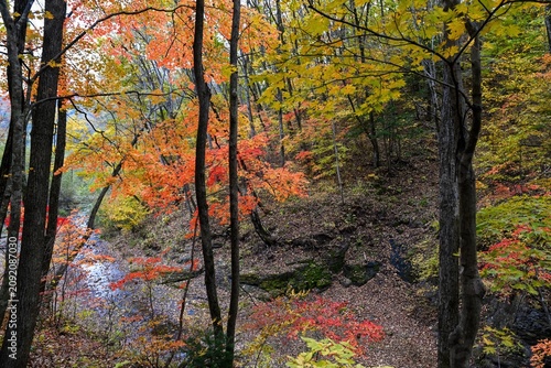 Cuadro en lienzo Autumn forest in Primorsky Krai Far East Russia with colorful trees and a quiet stream