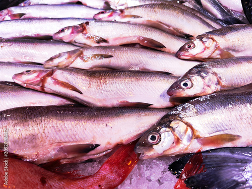 Fresh fish lies on ice in a supermarket.